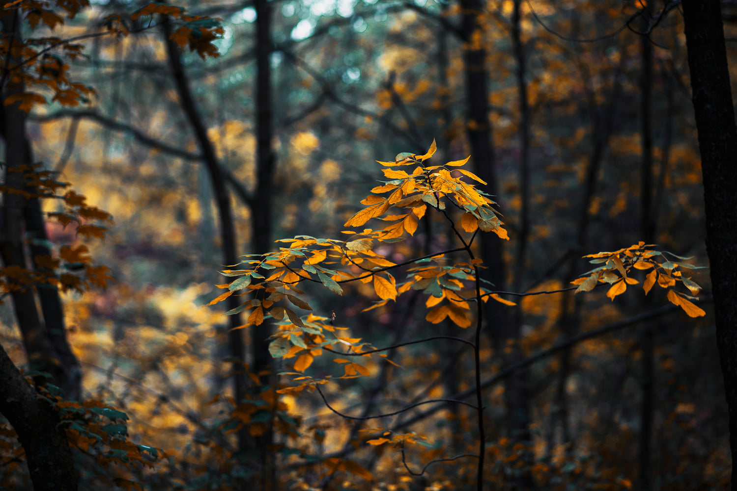 For every order we plant a tree The Astaris Foundation reforestation project