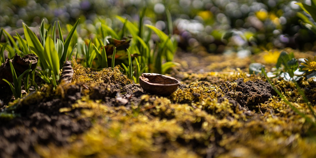a wooden bowl sitting on top of a moss covered ground