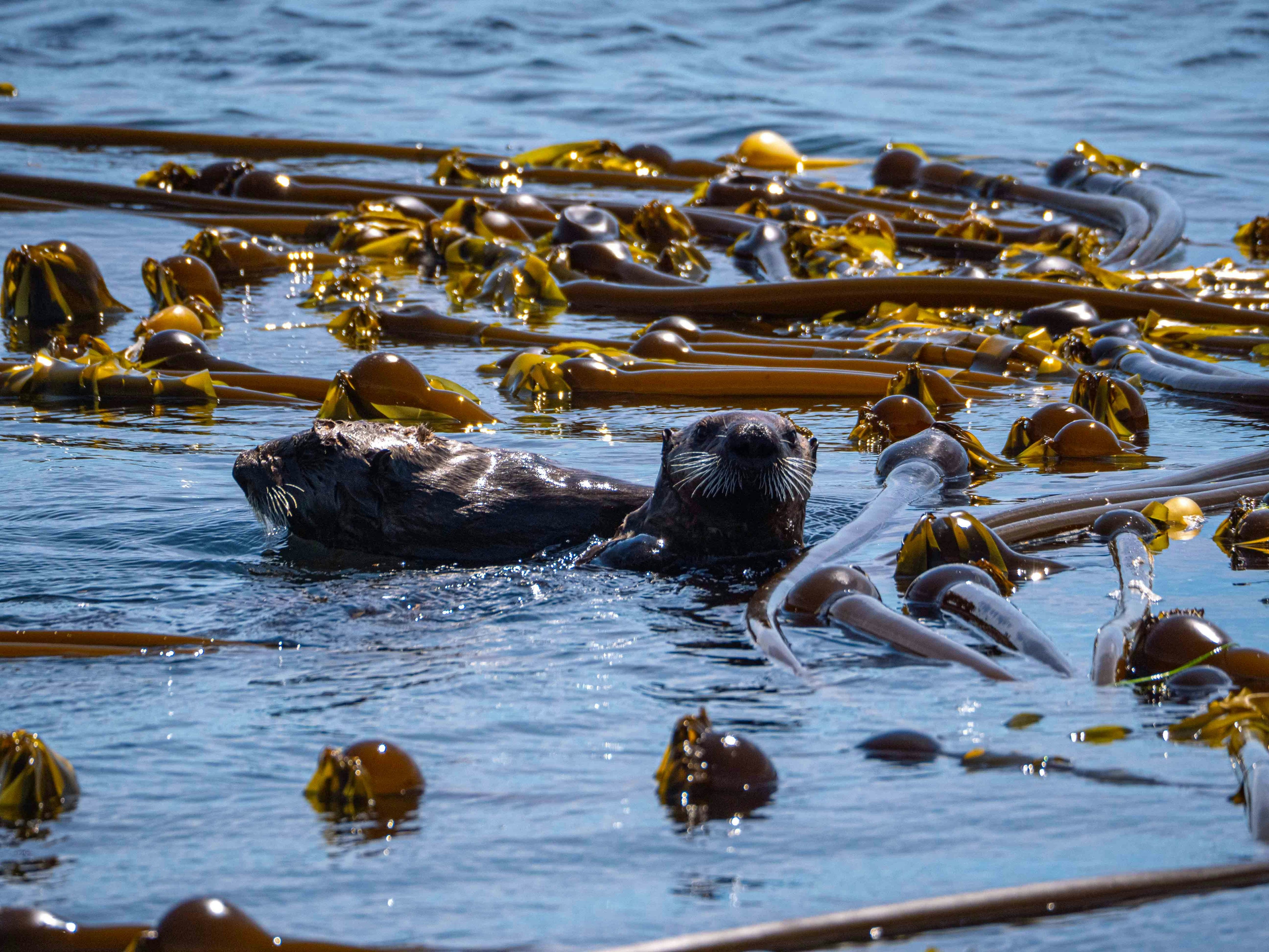 add kelp or tree reforestation donations to your order The Astaris Foundation restoration project
